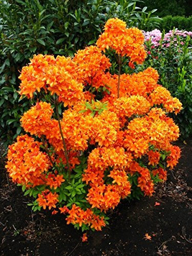 bronzegelb blühende Garten Azalee Rhododendron luteum Golden Eagle 50-60 cm hoch im 5 Liter Pflanzcontainer