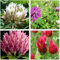 Mix White and red Clover Seeds Flower Seeds Seed Mix red and White Annual Meadow to Cover Square Meter (20 Square Meter)