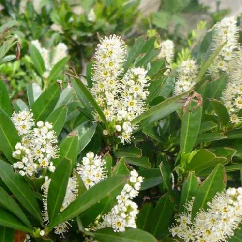 Semillas de laurel cerezo, Prunus laurocerasus, balcón resistentes Las de laurel cerezo son resistentes, para lugares 20pcs