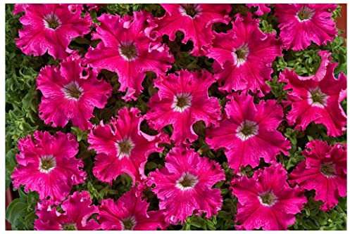 PREMIER SEEDS DIRECT Petunia FIMBRIATA- Aphrodite F1 - Rosy - 40 PELLETS
