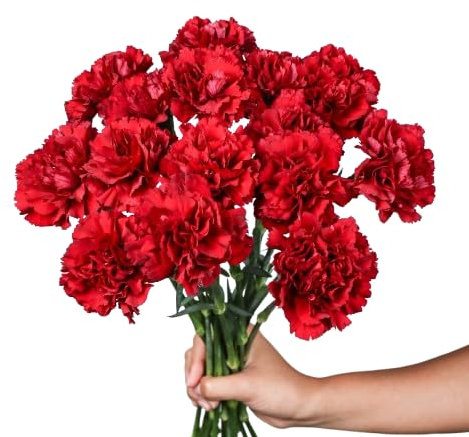 Ramo de Claveles Naturales Flores Frescas Color Rojo Ramo con 50 Flores de Temporada