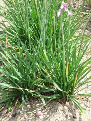 Buy4seeds Organic Garlic/Chinese Chives 500 Finest Seeds Easy to Grow Garden Yard Patio