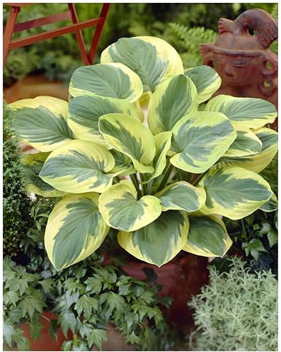 1 x Hosta sieboldiana 'Carnival' im 1 Liter Topf (Staude/Winterhart/Bodendecker/Mehrjährig) Funkie, Herzblatt-Lilie - Ein lebendiges Blattspektakel in Grün und Gold - von Stauden Gänge