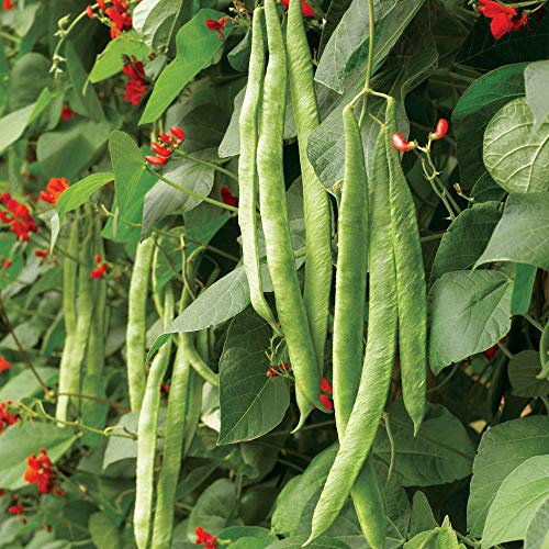 Suttons Bean (Runner) Seeds - Scarlet Emperor, Vegetable Seed, Approx. 50 Seeds per Pack, Grow Your own, Ideal for Beds and Borders