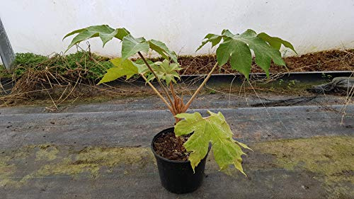 Tetrapanax papyrifera 'Rex' / Plante à papier de riz/Conteneur de 2 à 2.9 litres