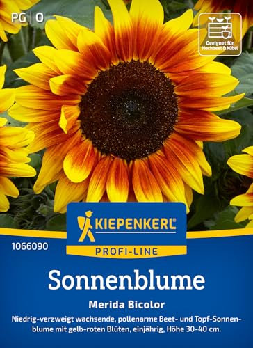 Kiepenkerl Profi-Line Sonnenblumensamen Merida Bicolor 1066090 - Niedrig wachsende, pollenarme Sorte - circa 30-40cm - Wildblumensamen, Blumenwiese, Saatgut