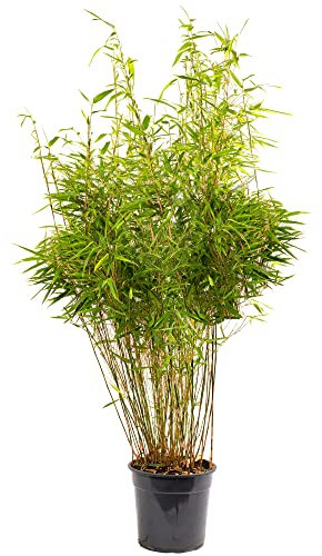 Fargesia Rufa - Hardy Red Panda Bamboo, Non-Invasive Garden Plant Clumping Variety, Year-Round Beauty, Perfect for Screening and UK Climate (110-130CM (Incl. Pot))