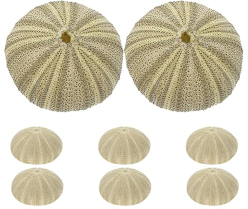 Kisangel Coquilles D'oursins Naturelles pour Bricolage Décoration Naturelle 4-6 Cm Lot De 8 Ornement pour Aquarium Remplissage De Vase Accessoires pour Plantes Aériennes DIY Intérieur