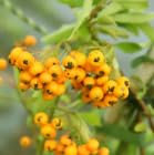 Pyracantha Firethorn Soleil d'Or' Hardy Evergreen 50-60cm Tall Sold in a Deep Pot - RHS Plants for Pollinators