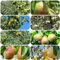 Peral resistente - semillas plantas de interior peral plantas decorativas peral semillas de pera Plantas resistentes de frutos columnares para el jardín semillas de jardín de árboles 400pcs