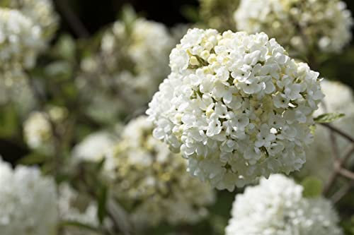 Viburnum 'Eskimo' 125 cm – Winterhart, Mehrjährig, Pflegeleicht – Schneeball – Heckenpflanze für Garten & Sichtschutz