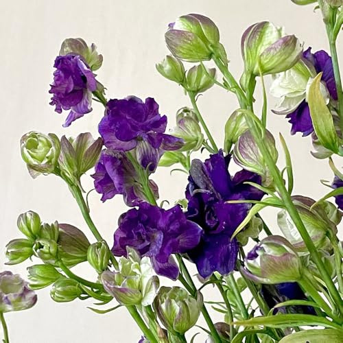 Semillas resistentes de la delphinium, balcón de delphinium exóticas resistentes, para balcones, 40pcs