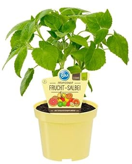 Pianta di Salvia Dorisiana Bio Vaso 12 cm. Confezione da 2 Piante