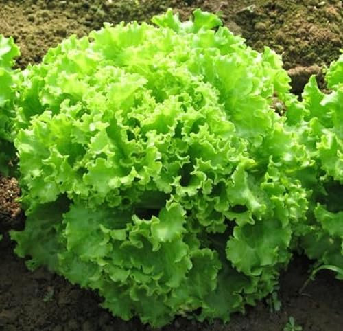 Vegetable Seeds for Planting UK, Grow Your Own. Easy to Grow Indoor, Outdoor Non-GMO, Lettuce Bionda 1000 Seeds