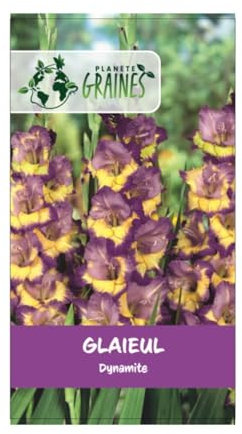 5 bulbes de fleurs Glaïeul Dynamite - violet - jaune
