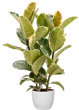 Bonplants Ficus Elastica, Elegante Pianta Vera, Fico del Caucciù, Vaso 21 cm (Tineke Vaso Bianco)