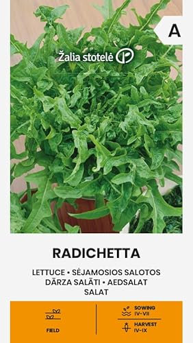 Zalia stotele | Salade - Graines RADICHETTA | Graines de légumes | Graines de salade | Graines de jardin | Variété précoce, forme de feuille semblable à la roquette sans amertume | 1 Paquet
