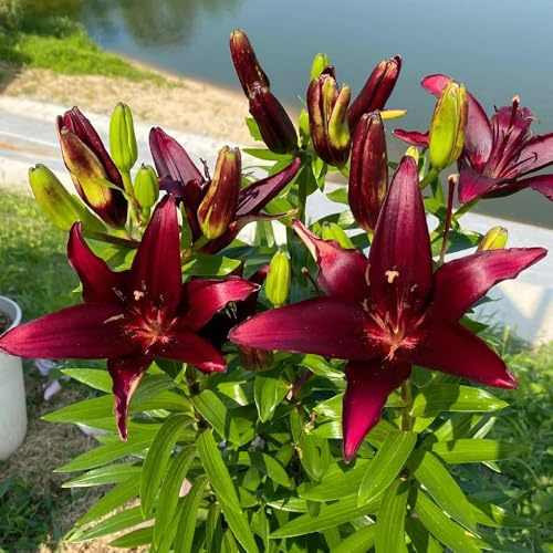 bulbos de lirios resistentes y perennes - jardín primavera 4pcs