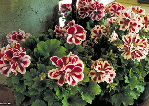 Generic Fresh 100pcs Geranium Flower Seeds for Planting Brown Purple