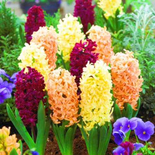 Hyazinthenzwiebel-Winterhart MehrjäHrig,Hyazinthen Rhizome,Hyazinthen Zwiebeln Winterhart,Einfache Wartung-8zwiebeln-c