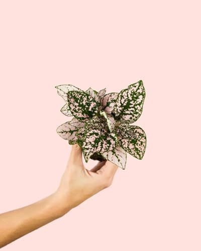 PUR PLANT Hypoestes Pink Mini | Planta Natural De Interior Con Hojas Verdes y Rosadas | Ideal Para Terrarios | Resistente, Purificadora y Compacta | Maceta De Ø6 cm