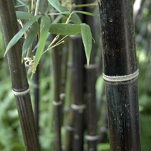 YouGarden Black Bamboo, Established Garden Plant, Phyllostachys nigra in 3L Pot, 50-80cm Tall Plant, Ready to Plant Out, Black Bamboo Plants for Gardens, Perfect for Screening