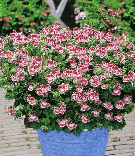 BALDUR Garten Duft-Geranie Moskito-Schocker®, 3 Pflanzen Geranien Pelargonium crispum