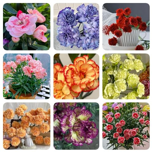 Semi di chiodi di garofano, resistenti per il giardino Semi di garofano dolce, rare regali per gli amanti del giardino perenni 1000pcs