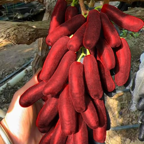 Süße Trauben, winterharte kernlose Sorten für den Hausgarten, pflegeleicht und ertragreich-1 stück-F