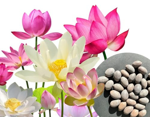 30x Semillas de loto - Nelumbo nucifera -3 colores (blanco, rosa y rojo),- planta acuática para estanque y jardín - loto verdadero