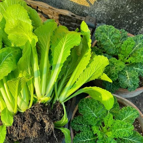 Semillas de pak choi - jardín rocas mostaza chinas - interior jardín balcón interior exóticas trepadoras invernadero antiguas 250pcs