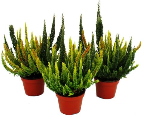 Calluna Green Nature – Brezo verde – brezo – resistente al invierno – 11 cm – Juego de 3 plantas – diferentes tonos verdes por maceta