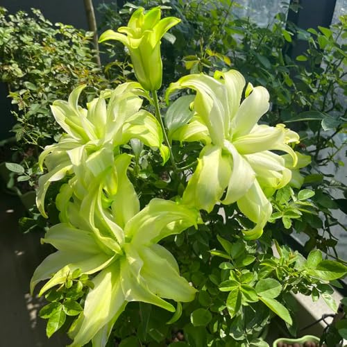 bulbosde lirio resistentes y perennes,resistentes en,de jardín 6pcs