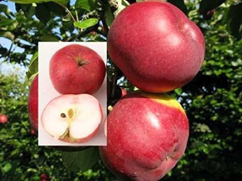 Apfelbaum Himbeerapfel von Holowausy 60-80cm - saftig und innen rötlich - lebende Gartenpflanze aus den Baumschulen