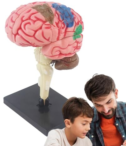 Modelo cerebral de psicología, modelo cerebral, modelo de anatomía de enseñanza, modelo de arteria cerebral, modelo anatómico con base de visualización, identifica las funciones cerebrales para