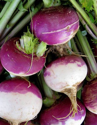 (3.000) rapa semi-alto Top White Globe