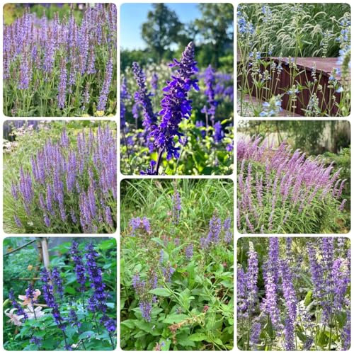 salbeisamen kräuter stauden winterhart mehrjährig kräutergarten geschenk topfpflanzen winterharte pflanzen für balkon, deko pflanzen samen balkonpflanzen winterhart zimmerpflanze 200pcs