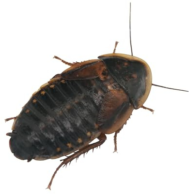 Cucaracha Argentina (Blaptica dubia) - Alimento Vivo Nutritivo para Reptiles y Anfibios (M / 50)