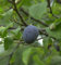 Pflaume Königin Victoria 60-80cm - Prunus domestica