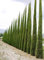 100 Semillas Ciprés Mediterráneo (Cupressus Sempervirens Pyramidalis) Verde