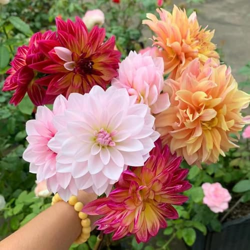 bulbos de dalia resistentes Balcón con cama elevada - raras - bonsái bulbos primavera perennes resistentes 1pcs