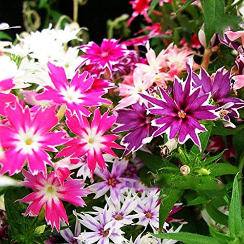 Vsorce4u 300 x Drummond's Phlox Twinkle Star Dwarf Mix Flower Seeds - Phlox Drummondii Cuspidate Flower Seeds for Planting Garden Yard Patio