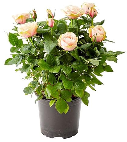 Rosal Rosa Claro Premium DECOALIVE Rosal Minatura con Flores de Color Rosa Claro
