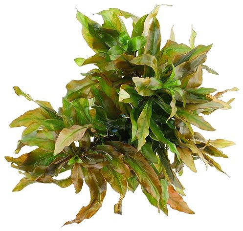 Ludwigia polycarpa – *topp-raritet* x 1 linning – vattenväxter för akvarier