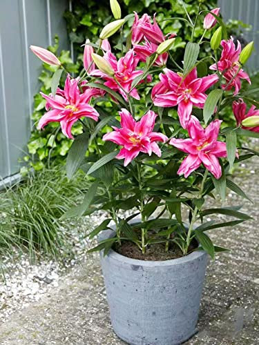 5 Stück lilien zwiebeln rosa - Seltene Pflanzen serie - gartenpflanzen blumenzwiebeln gartenpflanzen winterhart zwiebel pflanzenkübel blumenzwiebeln winterhart topfpflanzen draußen