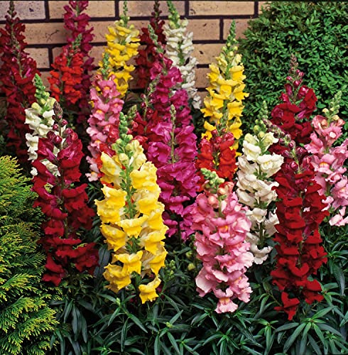 100 Semillas Boca de Dragón (Antirrhinum majus)