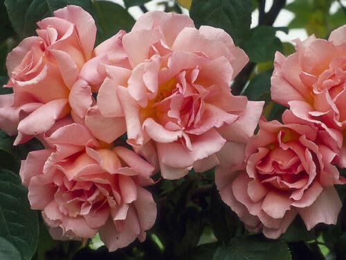 GARTHWAITE NURSERIES® : - Potted 2 Litre Climbing Rose Compassion Perennial Plant