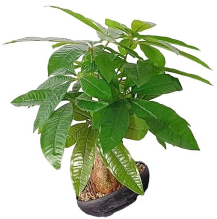Happyyami Bonsaï Artificiel Réaliste Faux Arbre Pot Plante Décorative pour Intérieur Salon Chambre