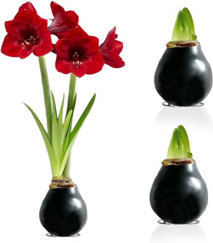 Svart vax (2 stycken) Amaryllislöksamling, blomsterlökar i storlek 26/28, exklusiv blandning av växter och blommor från Holland, äkta Hippeastrum (ingen frö, inte konstgjord)