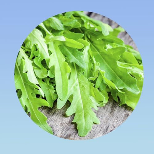 5 grammes de graines de roquettes cultivées - plus de 3200 graines -Planète graines - salade en mélange